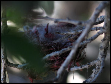 Hummingbird Nest
