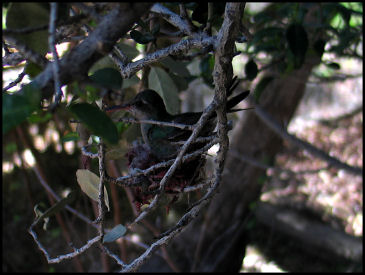 Hummingbird