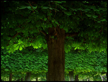 Jardin du Luxembourg