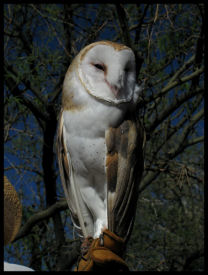 Owl