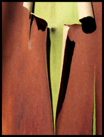 Madrone
