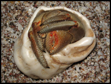 Hermit Crab - This gentle creature makes a nice abstract