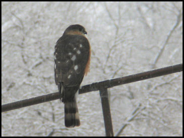 Hungry Kestrel