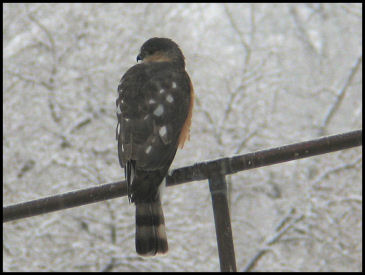 Hungry Kestrel