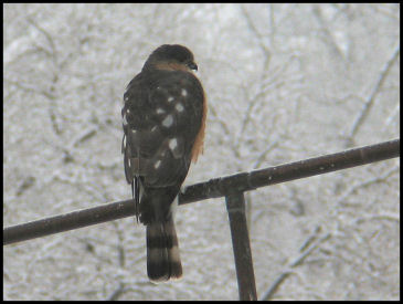 Hungry Kestrel