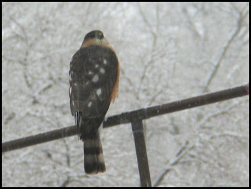 Hungry Kestrel 
