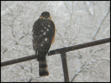 Hungry Kestrel