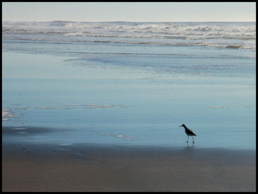 Shorebird looking for lunch
