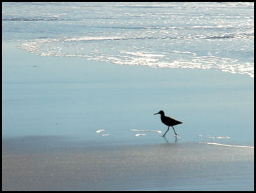 Business on the Beach