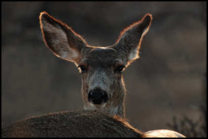 Deer on the ridge