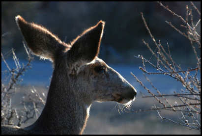 Deer on the ridge