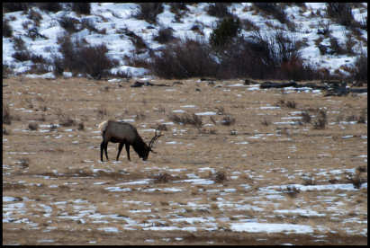 Bull Elk Grazing