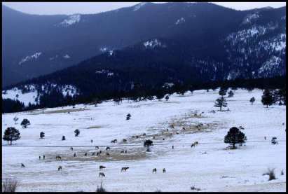 Herd of Elk Grazing