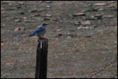 Mountain Blue Bird