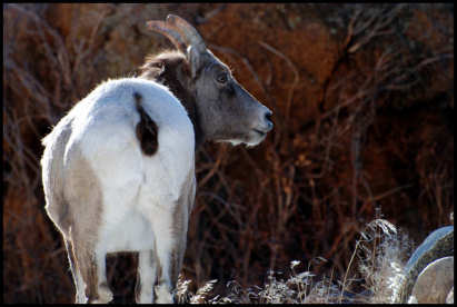 Mountain Sheep