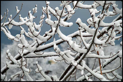 Snow in Cottonwood Tree
