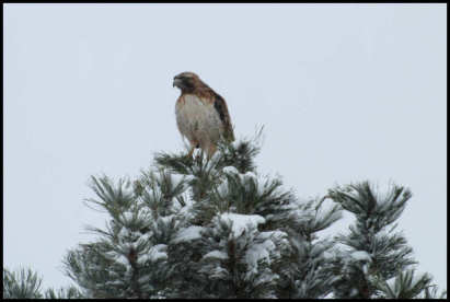 Red Tailed Hawk - Looking