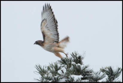 Red Tailed Hawk - In flight
