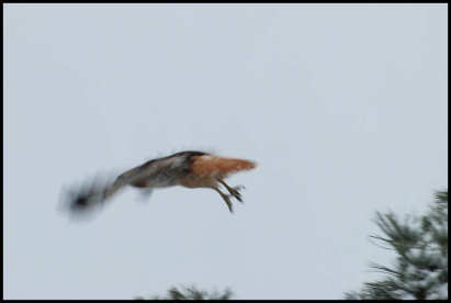 Red Tailed Hawk - In flight