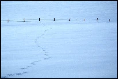 Winter Scene In Steamboat