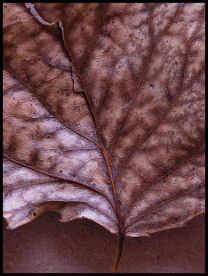 Desiccated Leaf