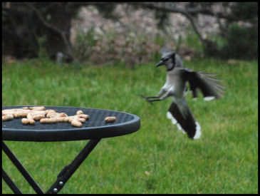 Coming in Hot