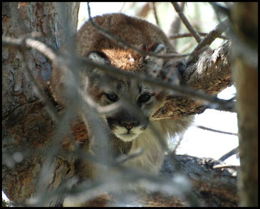 A neighbor