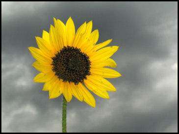 Sunflower for a Cloudy Day