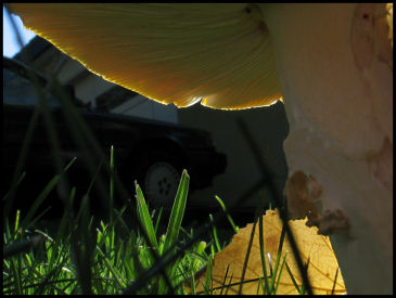 Fairies need Sun too
