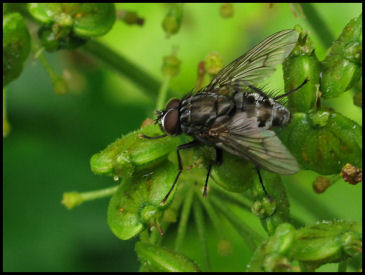 Wet Fly