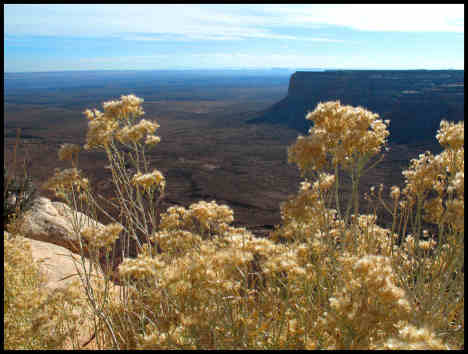 Rabbit Brush and Mesa
