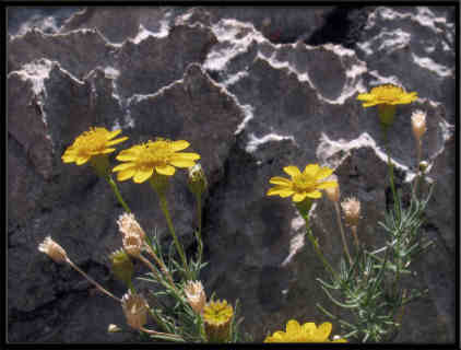 Limestone Rock and Flowers
