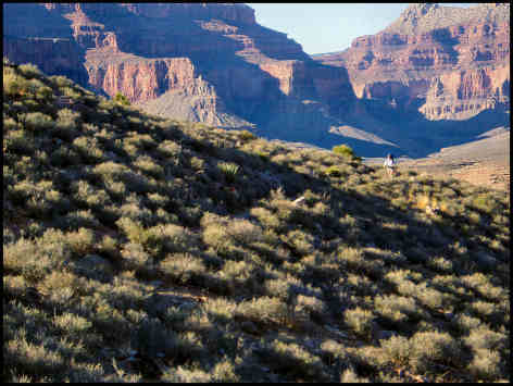 Mary Lea on Tonto Trail
