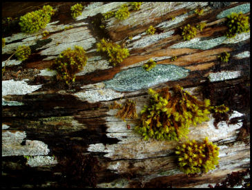 Rotting Log