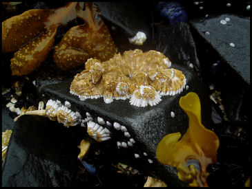 Barnacle and Neighbors