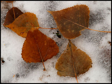 Autumn and Winter's Mix
