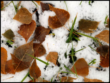 All Season's Mix