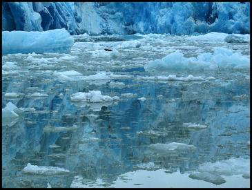 Glacier in Tracy Arm