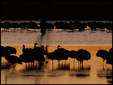 Sandhill cranes sleeping