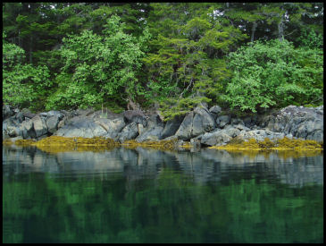 Shoreline Near High Tide