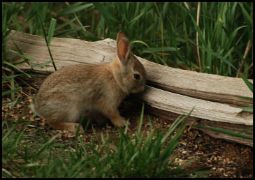 Common mammal - very common