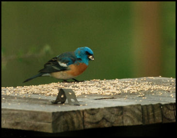 Lazuli Bunting