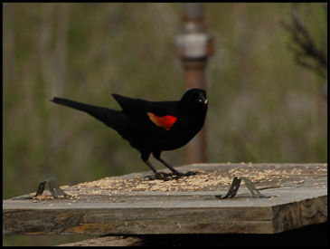 Red Wing Blackbird