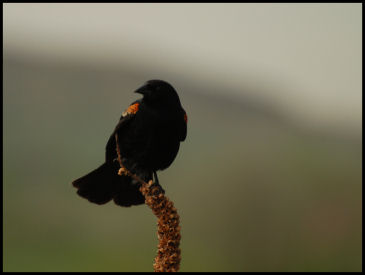 Red Wing Blackbird