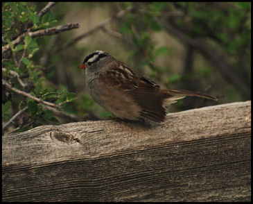 White Crowned Sparrow