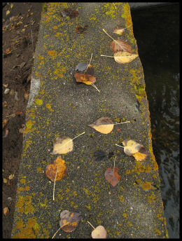 Leaves on Concrete Irrigation Channel