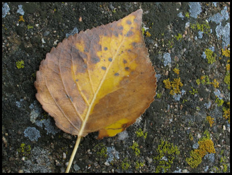 Leaf on Lichen Encrusted Concrete