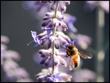 Bee on Russian Sage