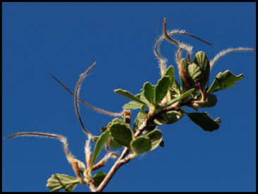 Two Colorado icons - Blue Sky & Mtn Mahogany