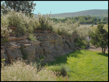 Our yard is bounded by this outcrop of Lyon's <br>
sandstone. Mountain Mahogany grows on its top. <br>
<br> 
This sand was deposited just before  the Permian <br>
extinction event - 250 million years ago.  That event <br>
cleared the way for dinosaurs to dominate <br>
the Earth for 190 million years. <br><br>
And I get to have coffee in its morning shade!